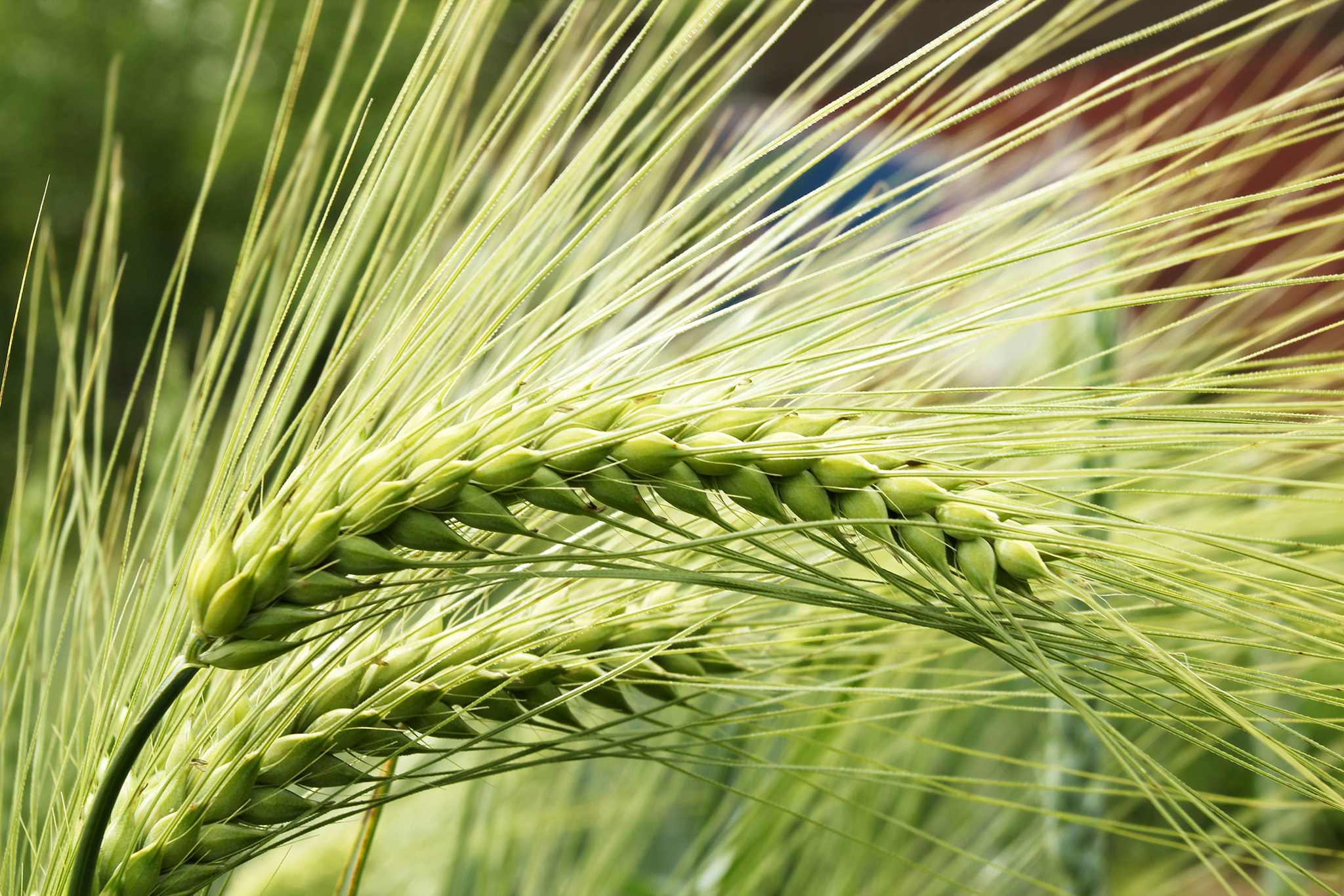 What Is Barley? A Complete Guide to One of the World’s Oldest Grains